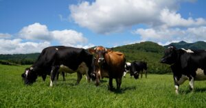 北海道の培養士が教える！道内の妊活ポイント　～牛から学ぶ身体作り編～